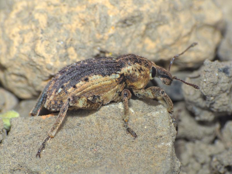 Brachypera zoilus (Scopoli, 1763)